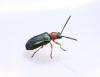 Oulema sp.